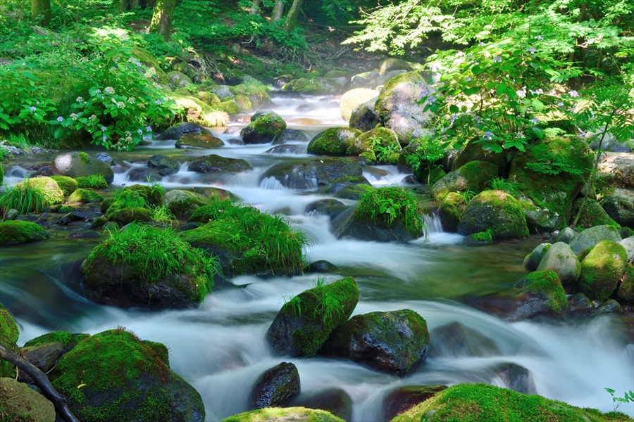 栃木県 尚仁沢湧水 湧水が作る絶景 あなたに見せたい景色