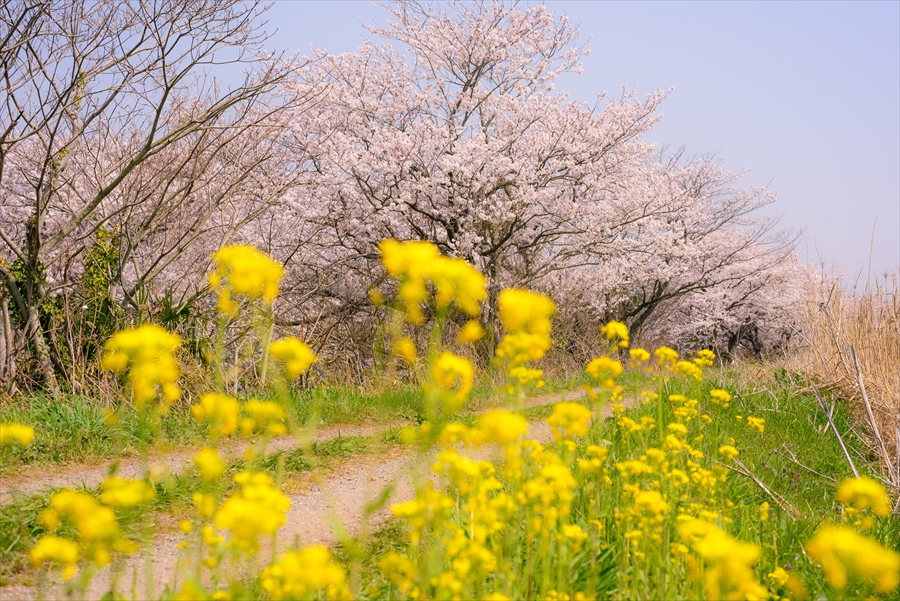 千葉県　今井の桜　お花見の穴場スポット