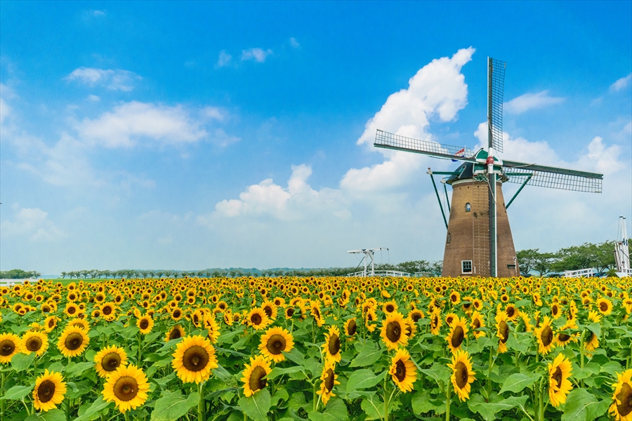 千葉県　佐倉ふるさと公園　ひまわりと風車