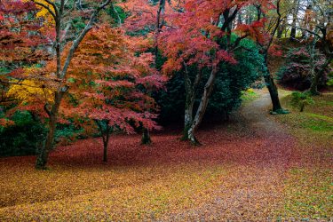 佐倉城址公園　穴場の紅葉スポット　千葉県