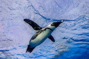 サンシャイン水族館のペンギン