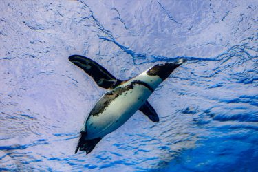 サンシャイン水族館 空を飛ぶペンギン？　東京都