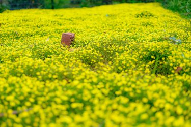 カメラサークルメンバー カメラ友達募集 あなたに見せたい景色