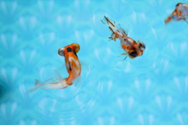 すみだ水族館　東京都